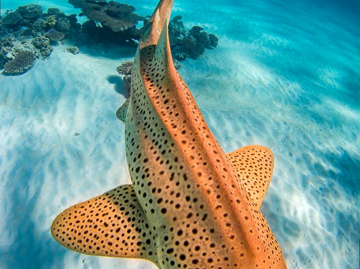 bsytds|Snorkeling the Pristine Waters of Ningaloo Reef