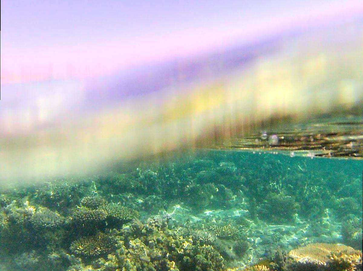 bsytds|Discovering the Unique Marine Life at Oyster Stacks