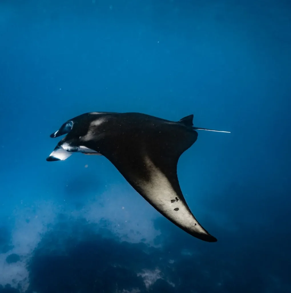 bsytds | Best Time to Snorkel Maldives bsytds | Best Time to Snorkel Maldives