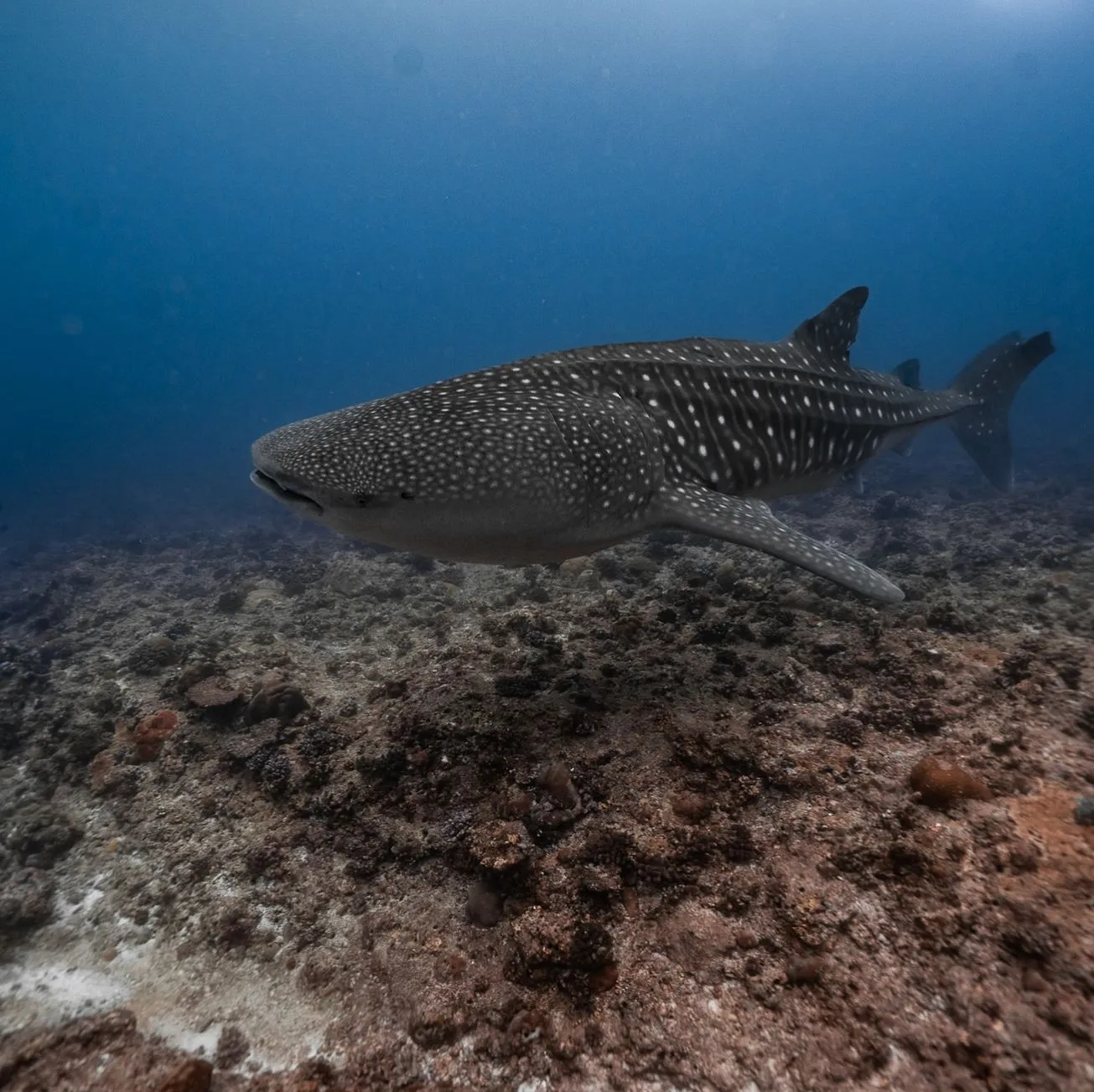 bsytds | Best Time to Snorkel Maldives bsytds | Best Time to Snorkel Maldives