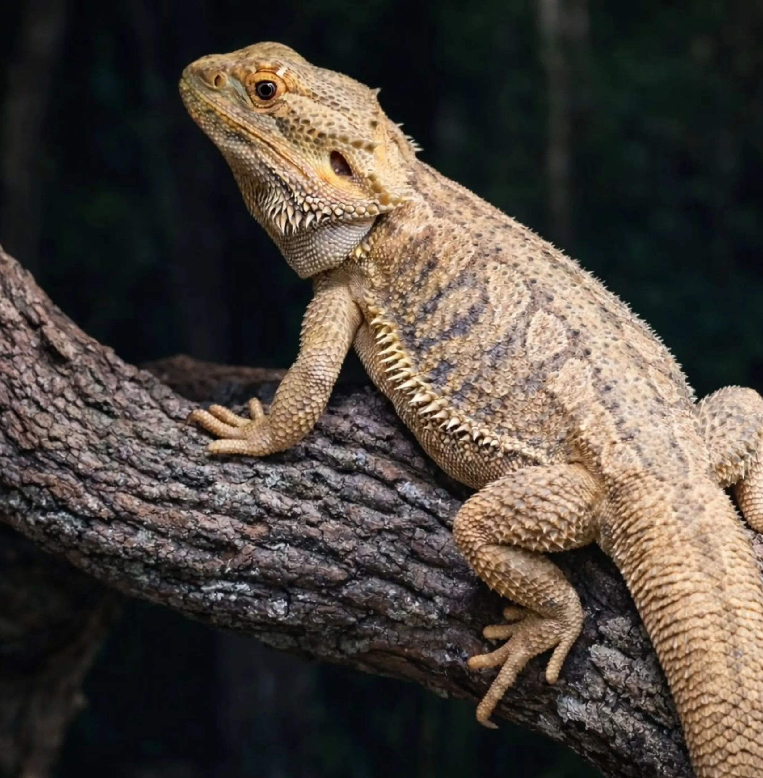 bsytds|Native Wildlife Near Sydney: Where To See Koalas And Kangaroos In The Wild